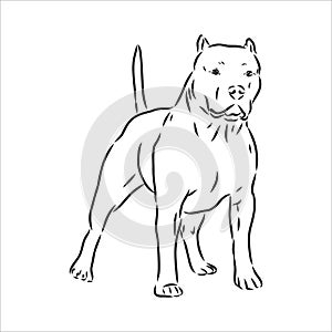 Vector sketch drawing pitbull barking pit bull terrier dog vector