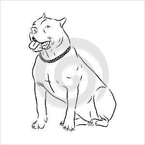 Vector sketch drawing pitbull barking pit bull terrier dog vector