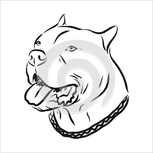 Vector sketch drawing pitbull barking pit bull terrier dog vector