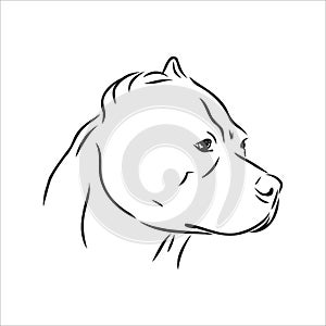 Vector sketch drawing pitbull barking pit bull terrier dog vector