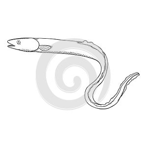 Vector Sketch Eel Illustration