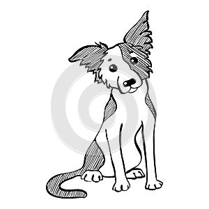 Vector sketch funny Border Collie dog sitting