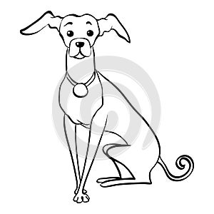 Vector sketch funny Italian Greyhound dog sitting