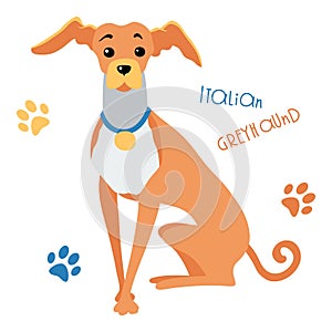 Vector sketch funny Italian Greyhound dog sitting