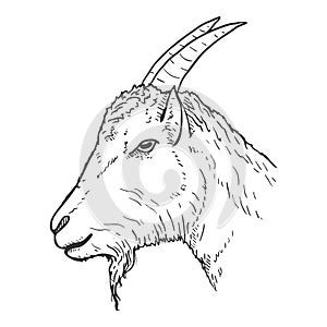 Vector Sketch Goat Head