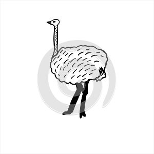 Vector sketch hand drawn silhouette of an ostrich