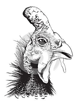 Vector sketch of a helmeted guinea fowl