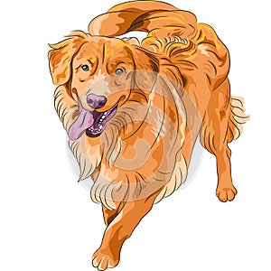 Vector sketch hilarious funny dog breed Nova Scoti