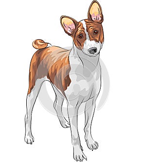 Vector sketch hunting dog Basenji breed