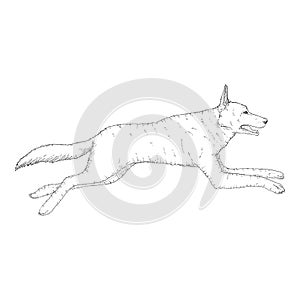 Vector Sketch Jumping German Shepherd Dog