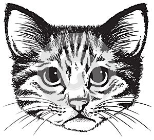 Vector sketch of a kitten`s face