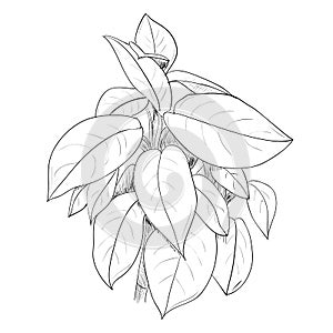 Vector sketch of leafs