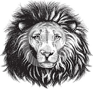 Vector sketch of a majestic lion`s face