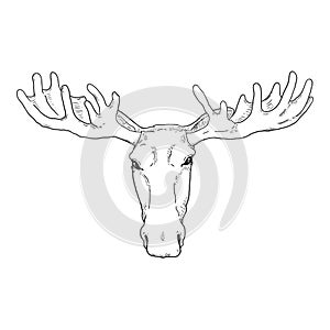 Vector Sketch Moose Head Illustration