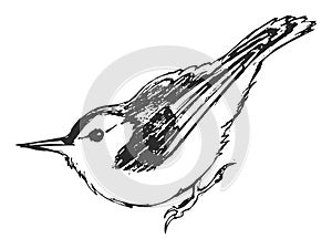 Vector sketch of nuthatch