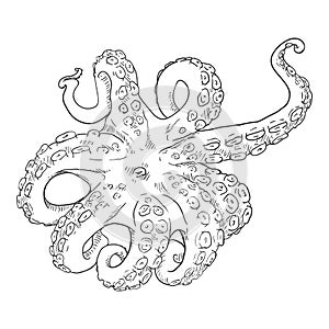 Vector Sketch Octopus . Cephalopod Illustration
