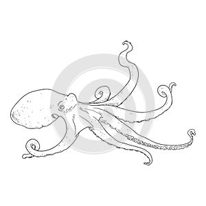 Vector Sketch Octopus Illustration