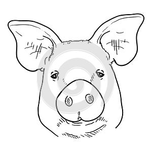 Vector Sketch Pig Face