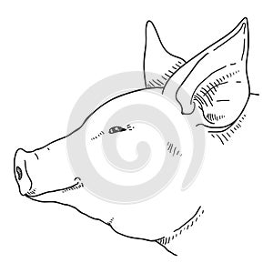 Vector Sketch Pig Face