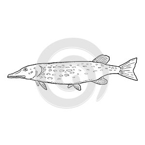 Vector Sketch Pike Fish Illustration