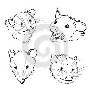 Vector sketch possum muzzle possum vector illustration