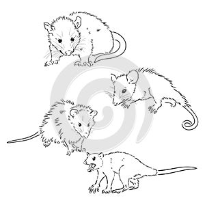 Vector sketch possum muzzle possum vector illustration