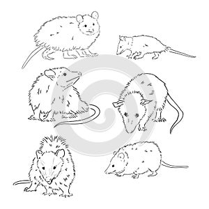 Vector sketch possum muzzle possum vector illustration