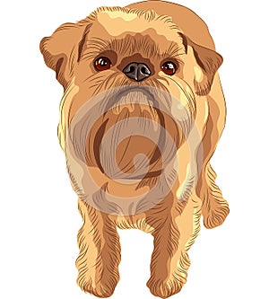 vector Sketch red dog Brussels Griffon breed