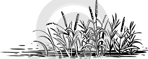 Vector sketch of reed grass and cattail.