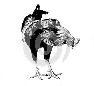 Vector sketch of rooster or head profile in black isolated on white background. Silhouette of head in graphic style.