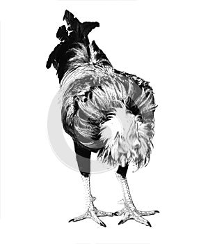 Vector sketch of rooster or head profile in black isolated on white background. Silhouette of head in graphic style.