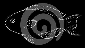 Vector sketch of the sea fish Scarus rubroviolaceus. isolated white outline, sea fish on a black background, hand-drawn for a menu