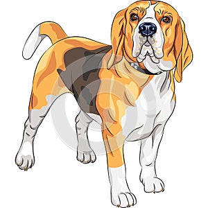 Vector sketch serious dog Beagle breed