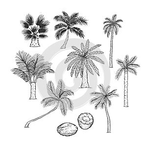 Vector sketch set of palm. Different kinds of tropical trees and coconut. Contour black illustration isolated on white