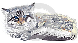 Vector Sketch Siberian cat color-point (Neva Masqu
