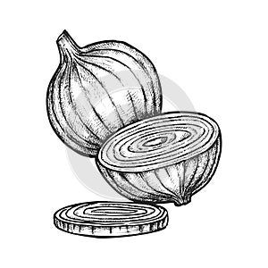 Vector sketch of sliced or cut onion. Vegetable