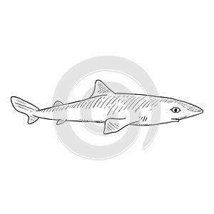 Vector Sketch Spiny Dogfish. Squalus Acanthias