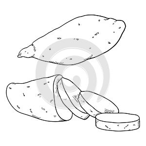 Vector Sketch Sweet Popato Yam photo