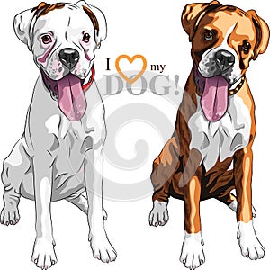 Vector sketch two domestic dog Boxer breed