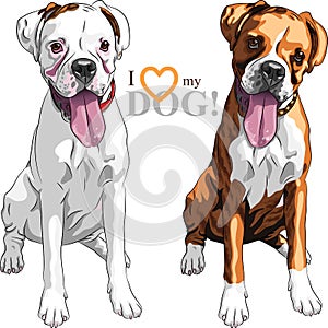 Vector sketch two domestic dog Boxer breed photo