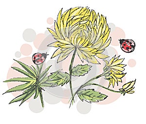 Vector sketch with yellow chrysanthemums and ladybirds