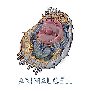Vector sketching illustrations. Schematic structure of animal cell.