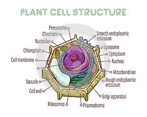 Vector sketching illustrations. Schematic structure of plant cell.