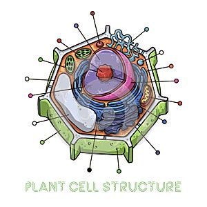 Vector sketching illustrations. Schematic structure of plant cell.