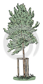 Vector - small young tree