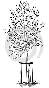 Vector - small young tree