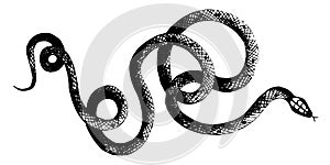 Vector  snakes pencil drawing, vintage style graphic black and white, viper, python