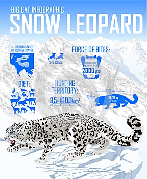 Vector snow leopard infographic illustration