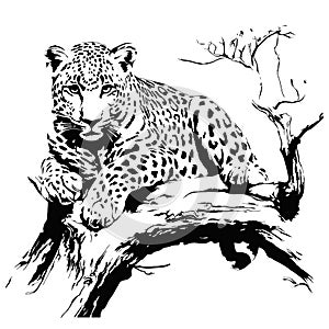 vector snow leopard, irbis wild cats graphic illustration. ai generated illustration