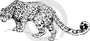 Vector snow leopard, irbis wild cats illustration